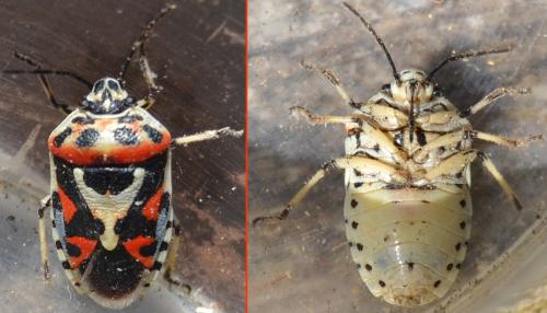 Réf. 346 176 : Eurydema ornata